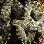 Tridacna squamosa